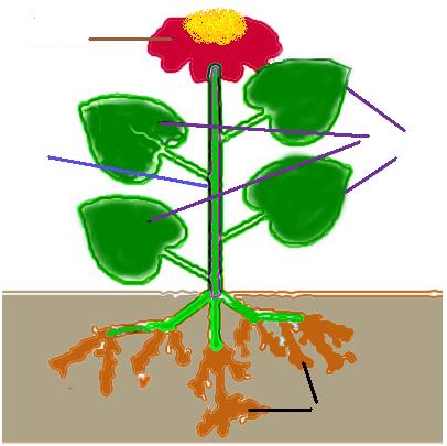 English Exercises: parts of a plant