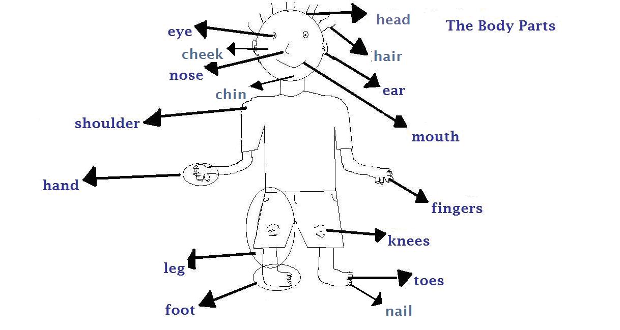 English Exercises: Body Parts and Maths